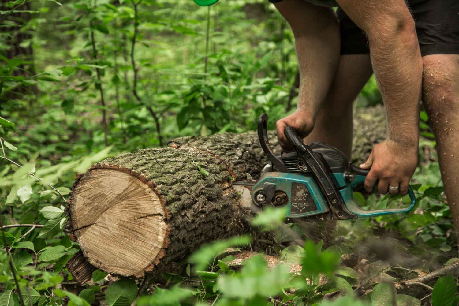 Best Large Tree Removal  in Frostproof, FL